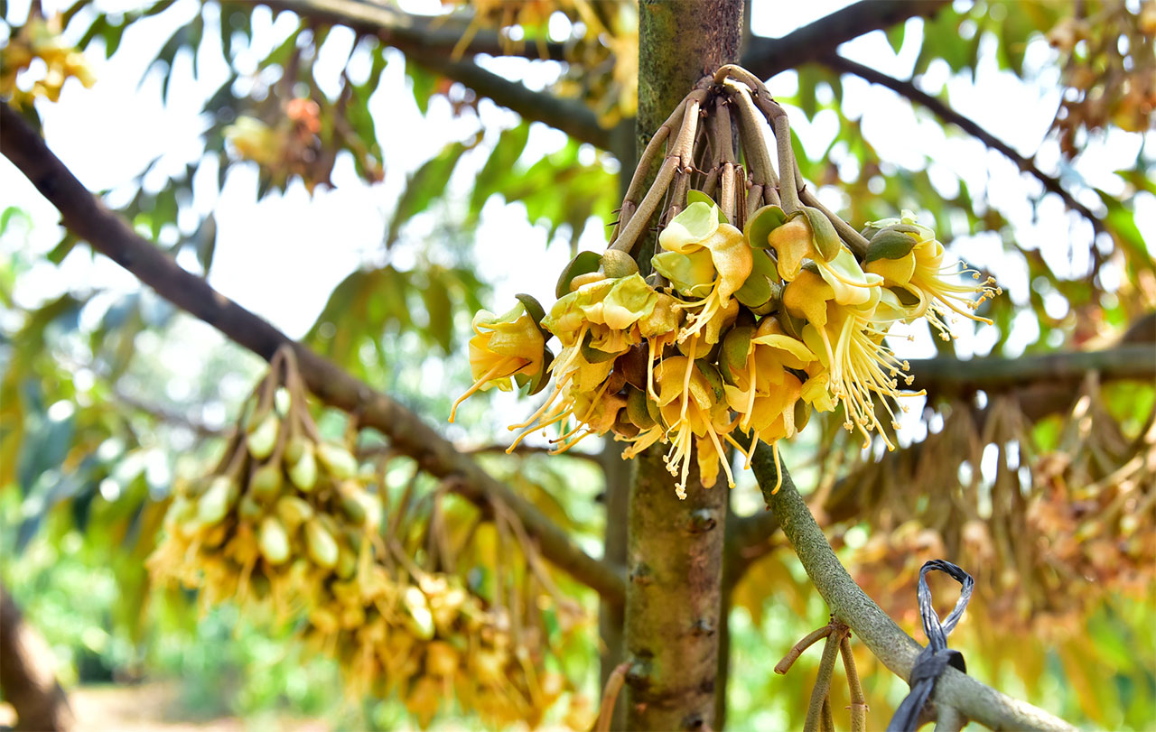 Kích dưỡng hoa sầu riêng