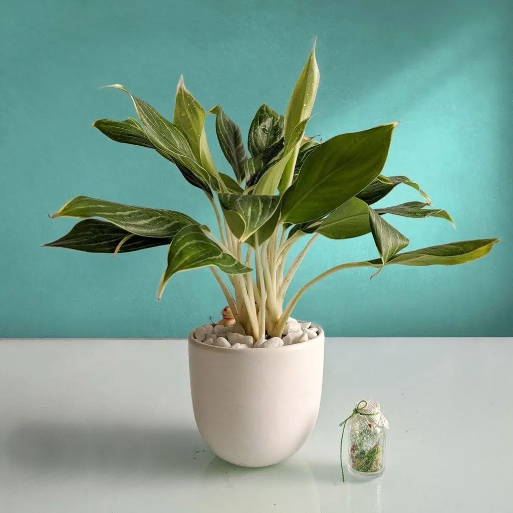 Cây Bạch Mã Hoàng Tử